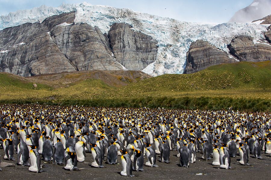 Южная Георгия пингвины