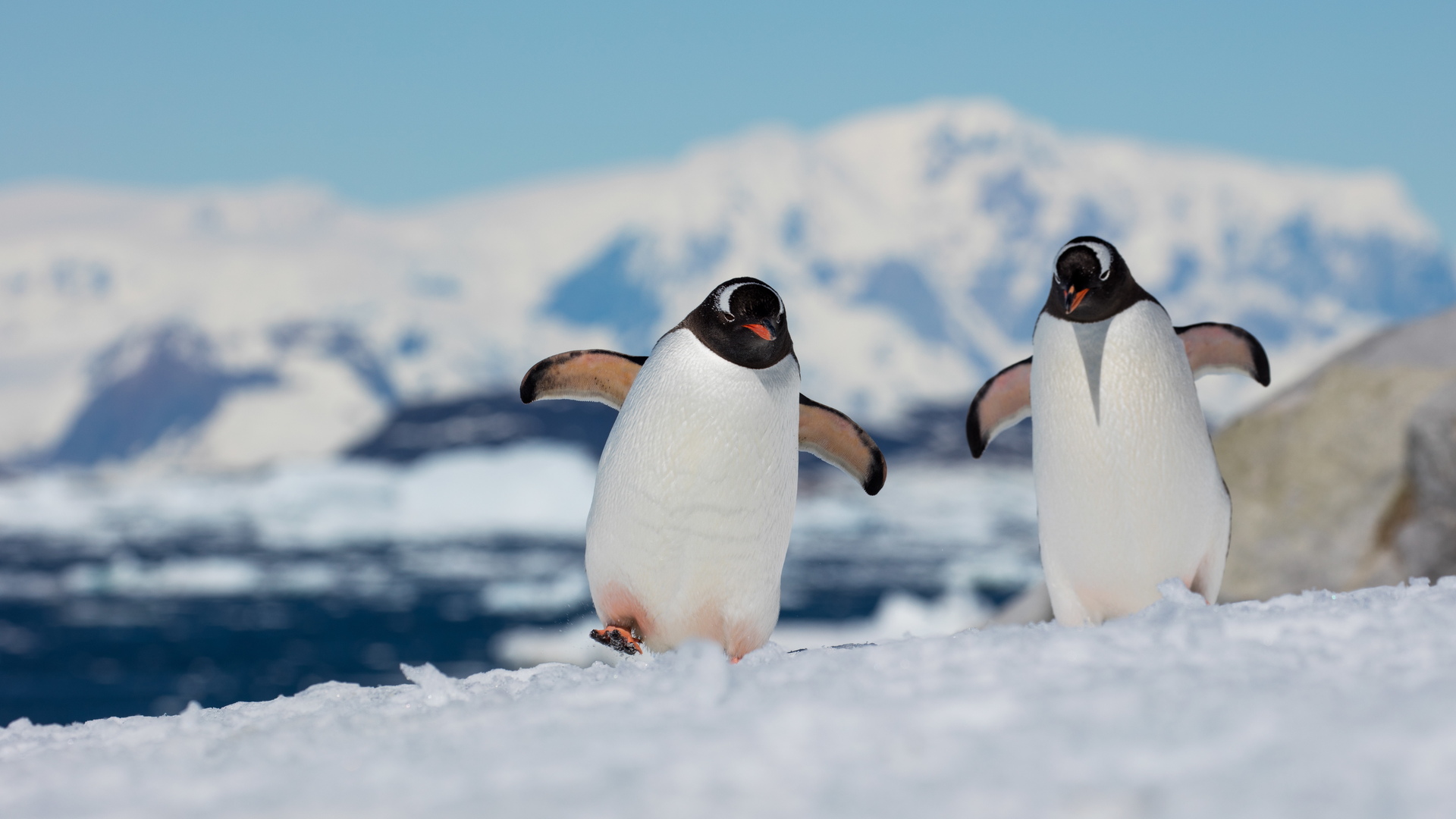 Пингвины в Антарктике