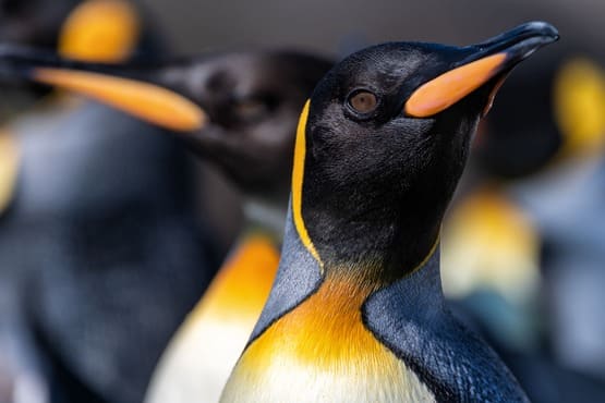 Королевские пингвины на Южной Георгии и Фолклендских островах