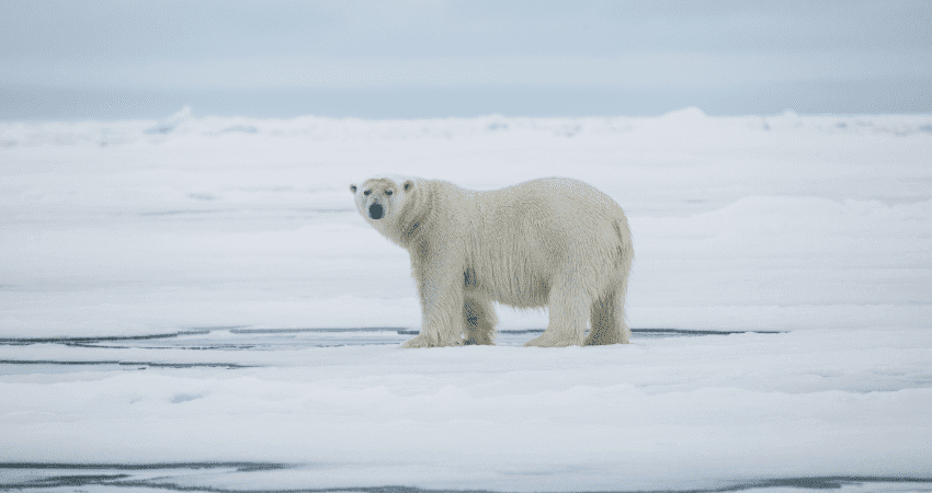 Белый медведь на паковом льду, Земля Франца-Иосифа