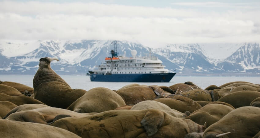 Экспедиционное судно проходит мимо колонии моржей