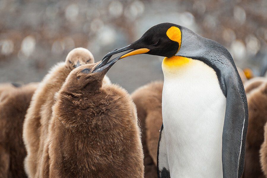Южная Георгия пингвины