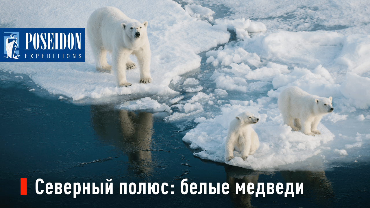 Северный полюс: белые медведи