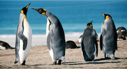 8 необычных фактов о королевских пингвинах