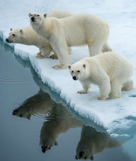 В царстве белого медведя