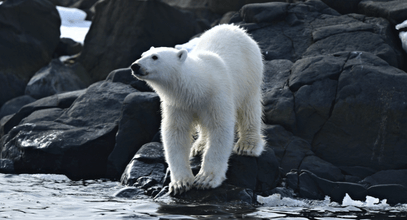 Белые медведи – правила поведения в путешествии в Арктику