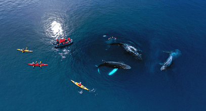 Каякинг с китами