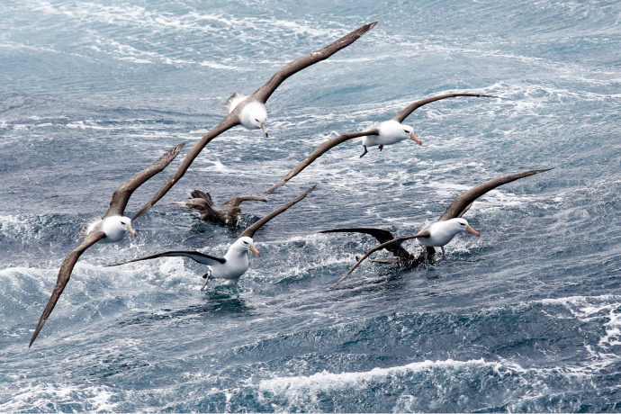Альбатросы над водой