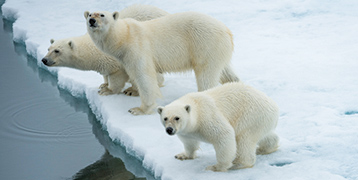 В царстве белого медведя