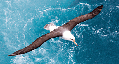 Где увидеть самую крупную морскую птицу – странствующего альбатроса