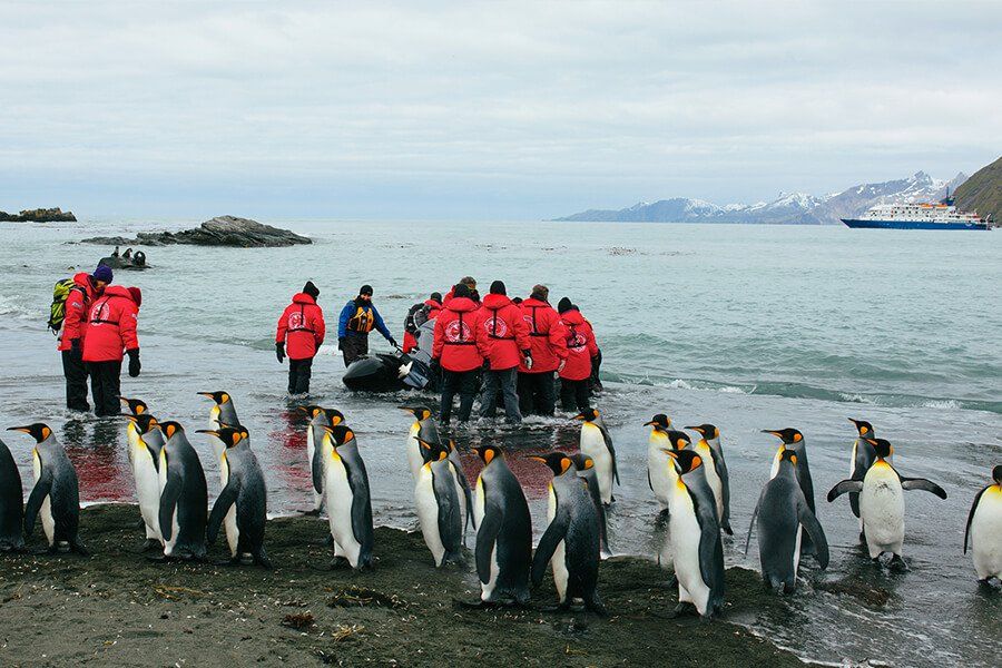 Континент Антарктида пингвины