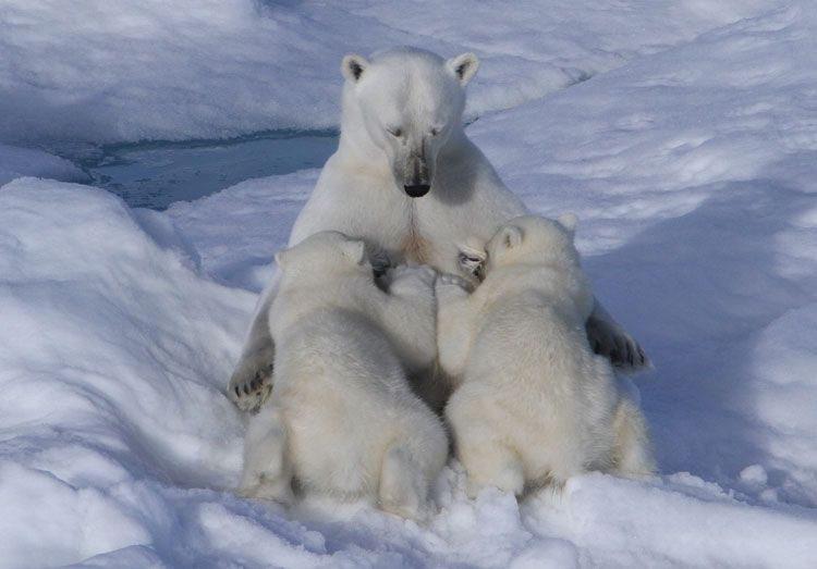 Международный фонд защиты белых медведей