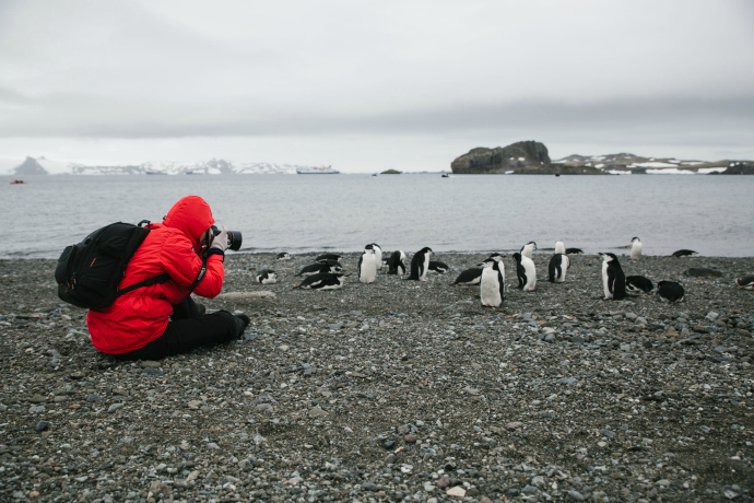 Фотографируя пингвинов