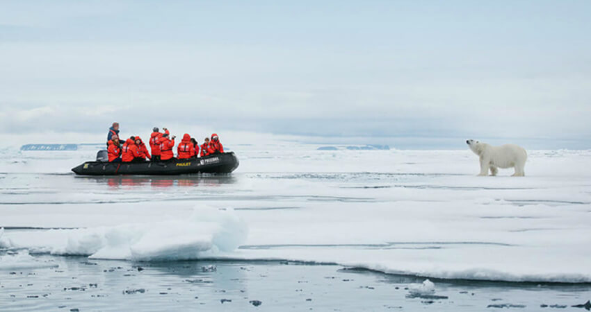 Пассажиры экспедиционного круизного судна фотографируют белого медведя