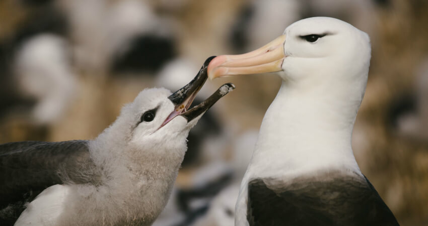 Экспедиционные круизы на Фолкленды - чернобровый альбатрос с птенцом