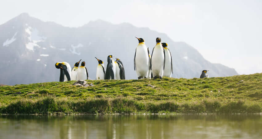 Королевские пингвины Южной Георгии 