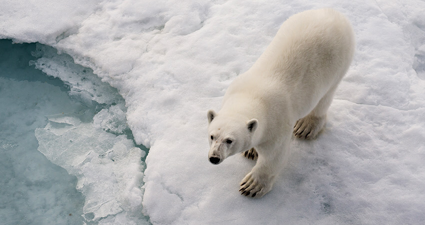 Белый медведь на льдине в Арктике