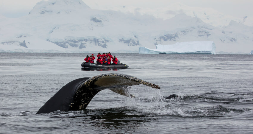 Наблюдение за китами из Зодиака