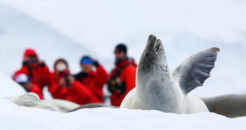 Тюлени Антарктики: морской леопард на дрейфующей льдине