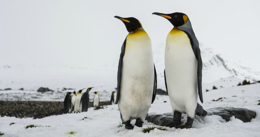 Королевские пингвины на Южной Георгии