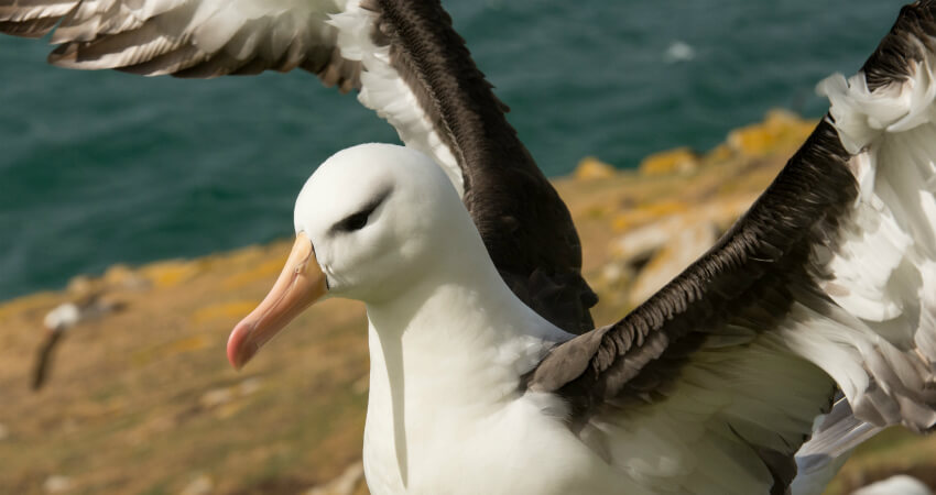 Чернобровый альбатрос - экспедиционные круизы в Антарктику