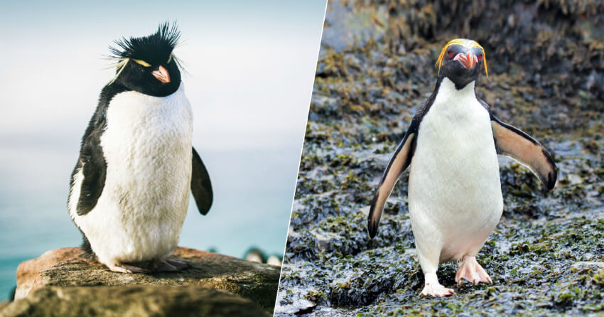 Хохлатый и золотоволосый пингвины в Антарктике