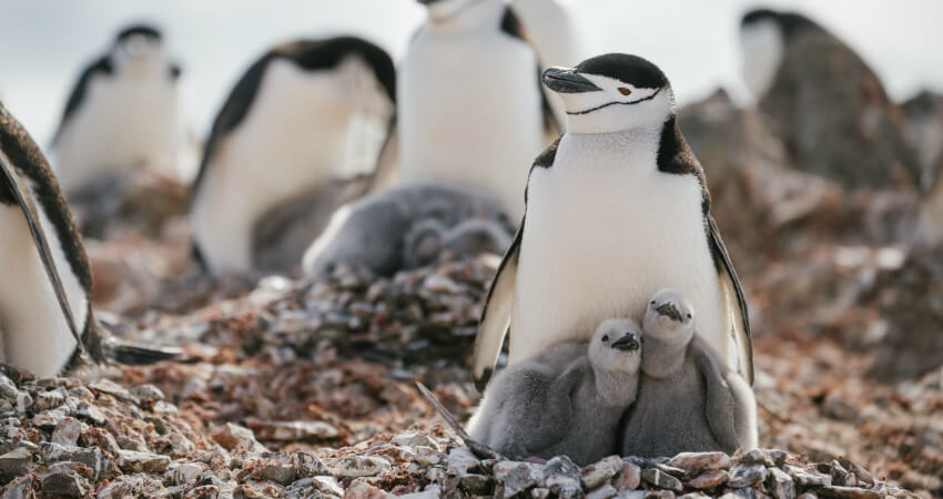 Антарктический пингвин с птенцами