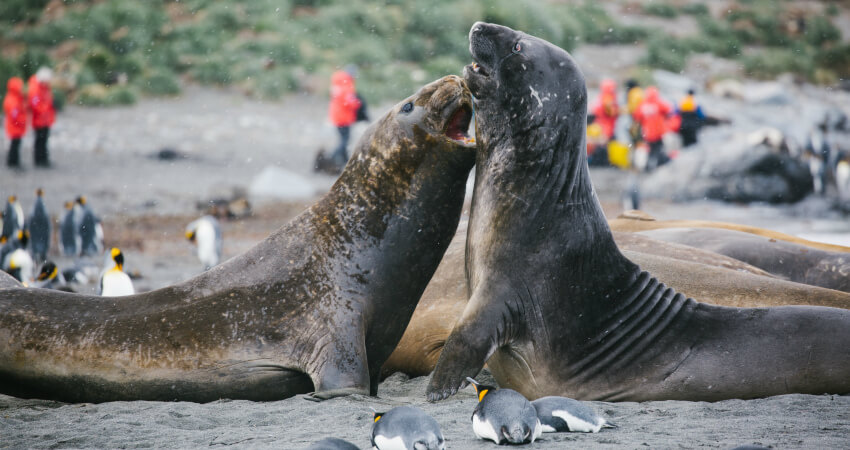 Битва морских слонов - экспедиционные круизы в Антарктику