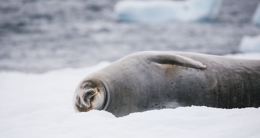 Тюлени Уэдделла видят сны