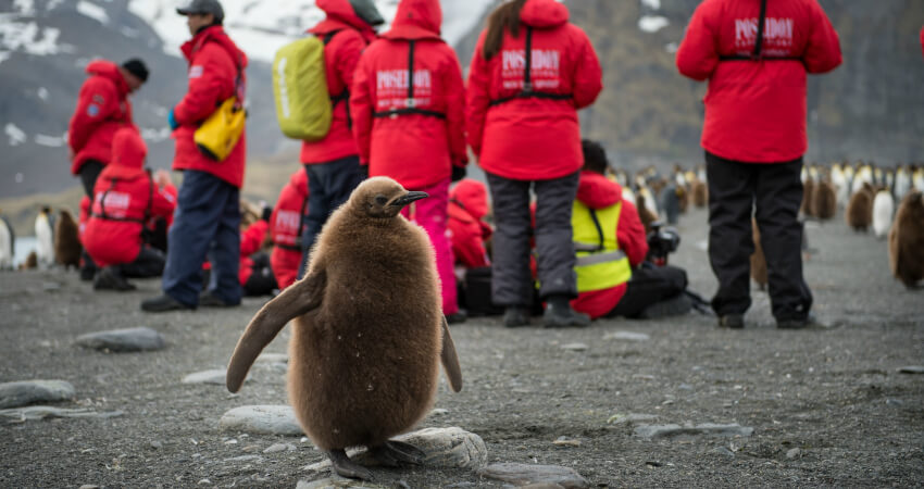 Птенец королевского пингвина в экспедиционном круизе