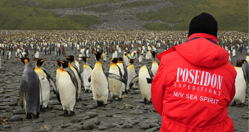 Пассажир полярного круиза фотографирует королевских пингвинов