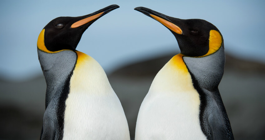 Королевские пингвины - круизы в Антарктику