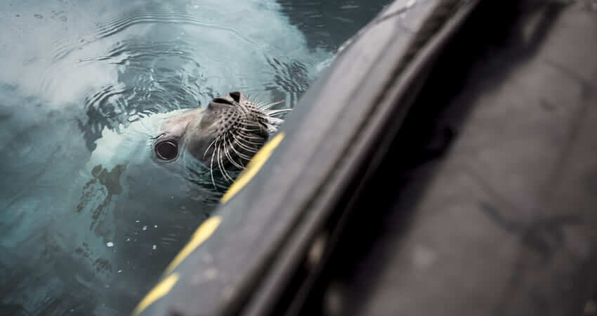 Любопытный тюлень-крабоед 