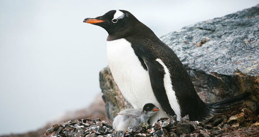 Пингвины в Антарктике - экспедиционные круизы в Антарктиду