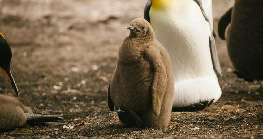 Королевский пингвин на Южной Георгии