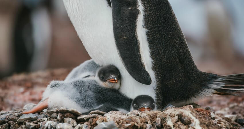 Субантарктические пингвины в Антарктике