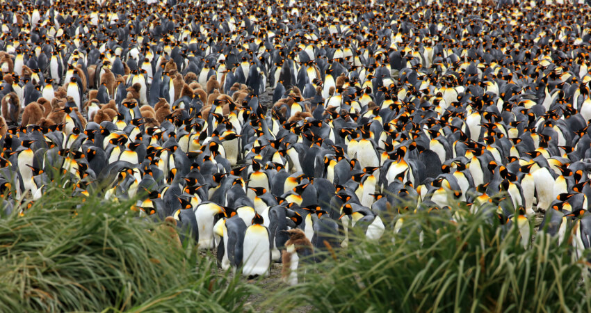 Королевские пингвины - экспедиционные круизы на Южную Георгию