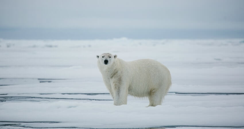 Пассажиры экспедиционного круиза видят белого медведя