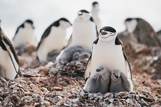 Penguin with chicks