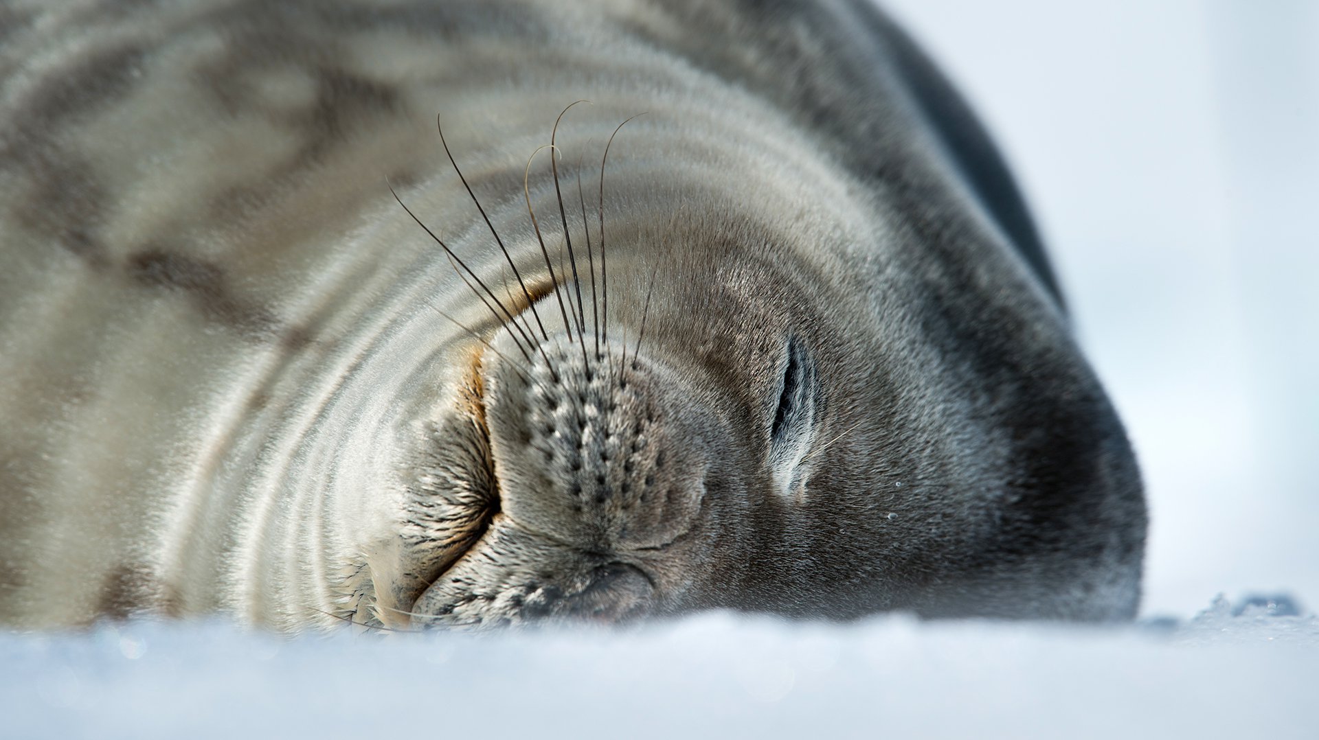 Континент Антарктида тюлень