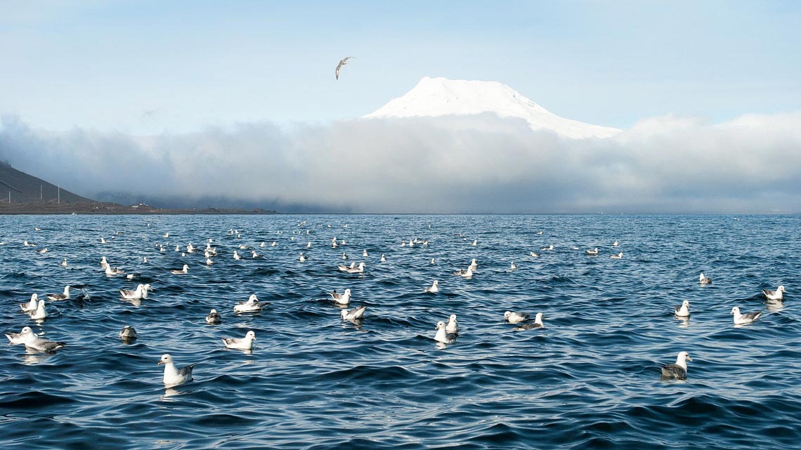 Полярные круизы в Арктику - наблюдение за птицами