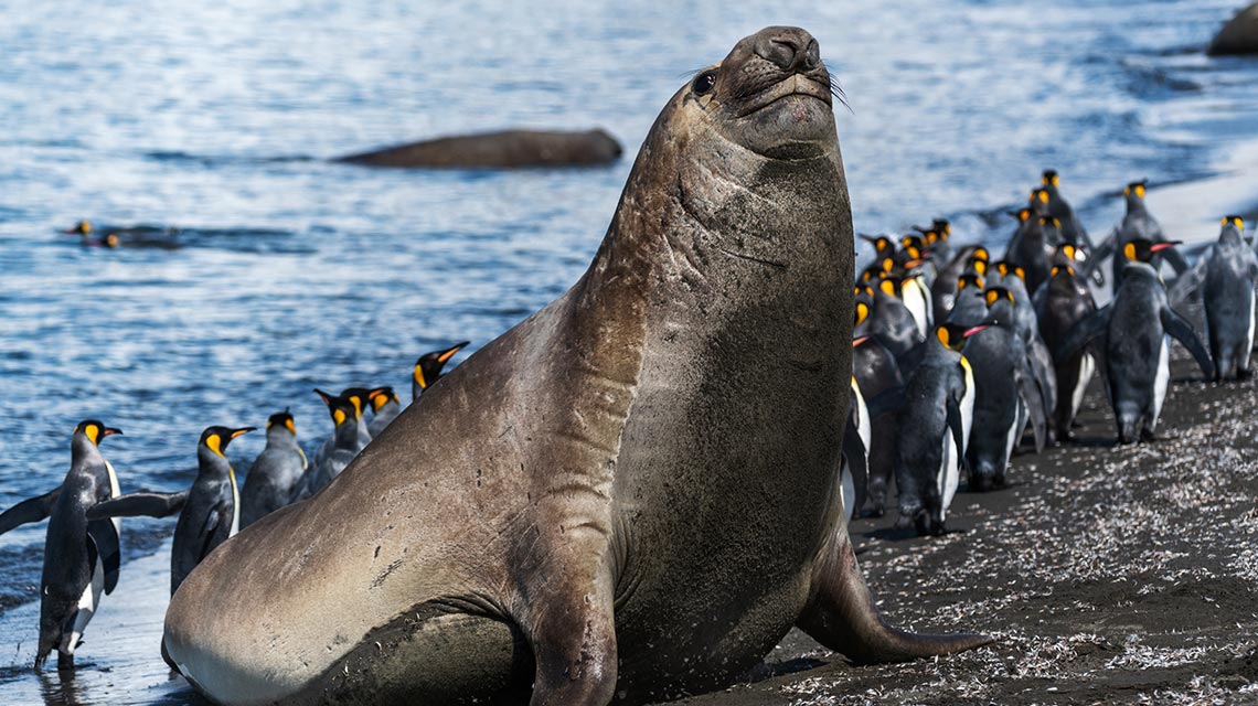 Тюлени и пингвины в Антарктике