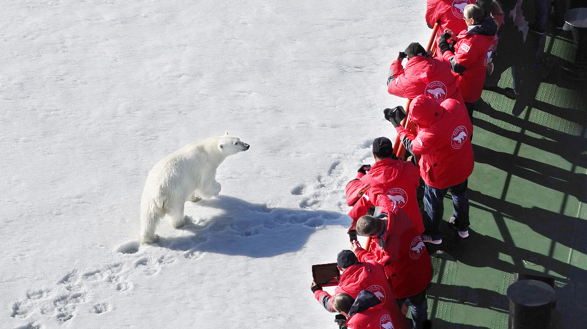Северный полюс белый медведь