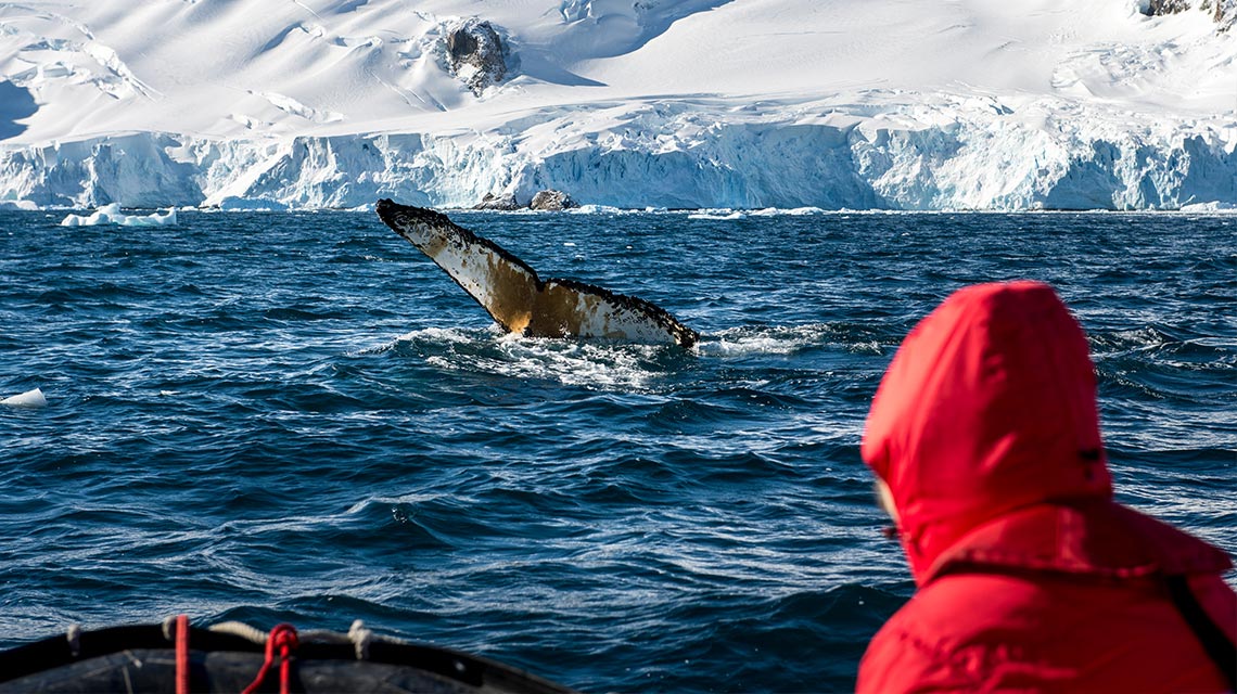 Пассажир наблюдает за китом