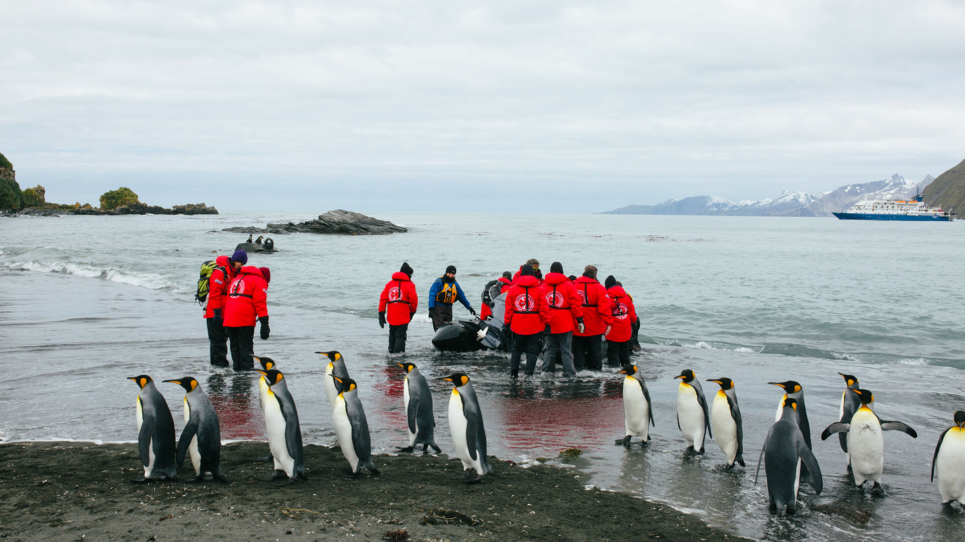 Фолклендские о-ва и Южная Георгия пингвины