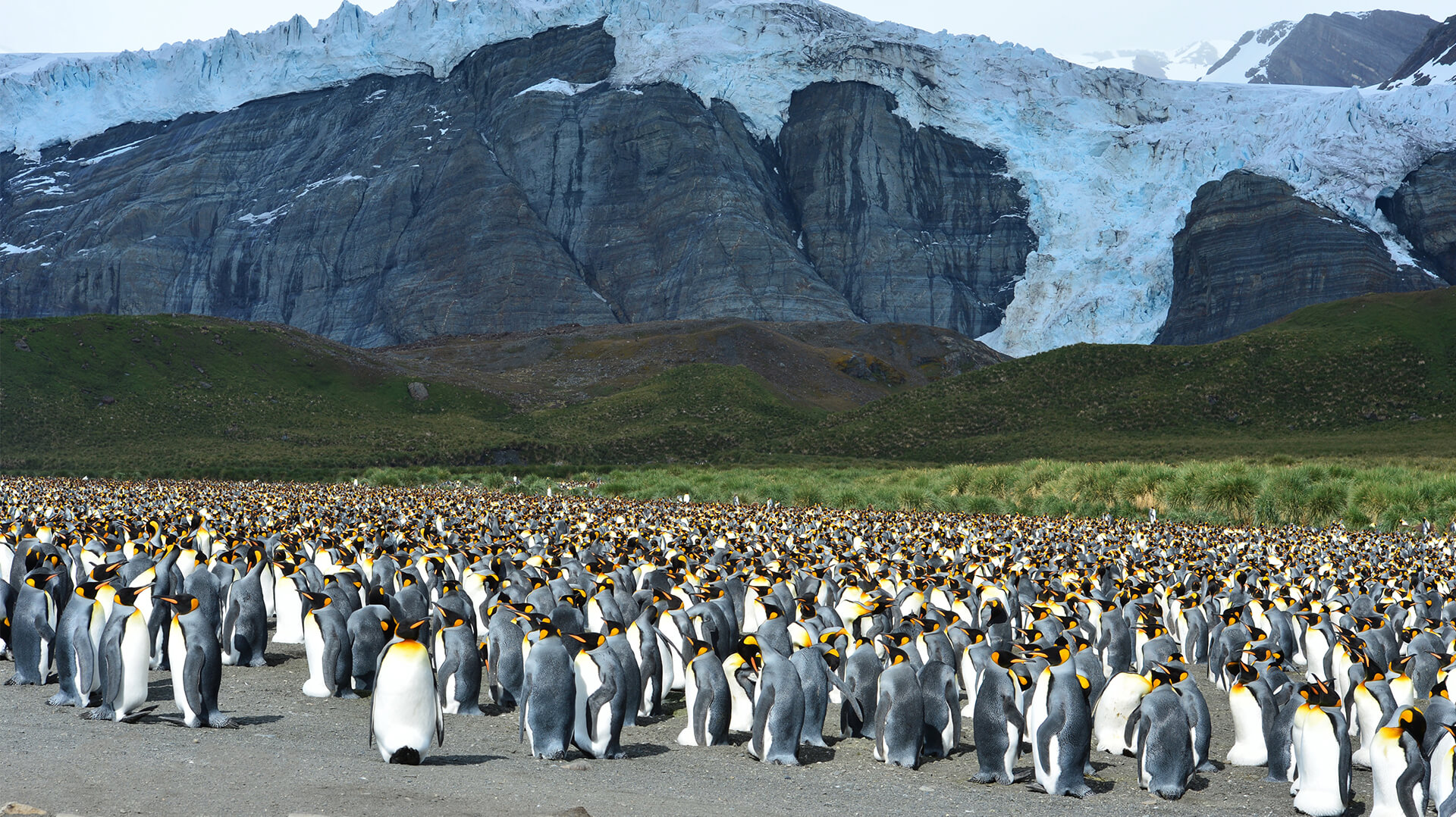 Фолклендские о-ва Южная Георгия и Антарктида пингвины